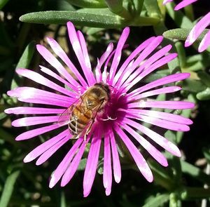 Close-up of bee pollinating on flower