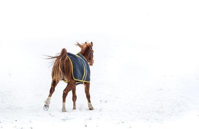 View of horse on snow covered land