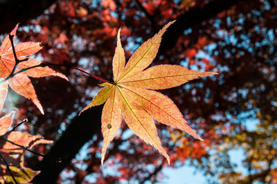 Close-up of maple leaves