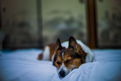 Dog looking away while resting on bed at home