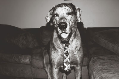 Portrait of dog relaxing on sofa at home