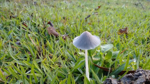 Close-up of fly agaric mushroom on field