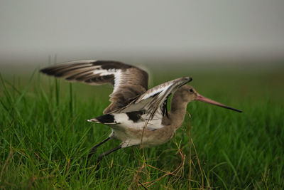 bird
