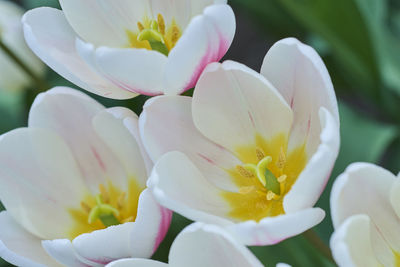 Close-up of white flower