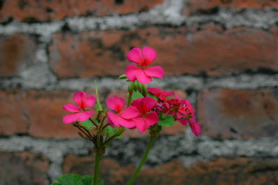 Close-up of pink flowers