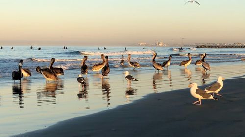 Flock of seagulls on beach