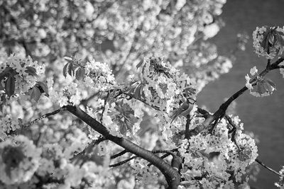 Close-up of cherry blossom tree