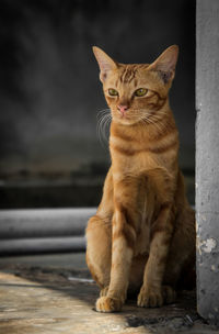 Portrait of cat sitting outdoors