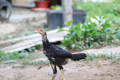 Bird on a field