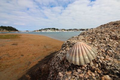 Shell on rock at beach against sky