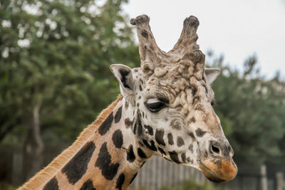 Close-up of a giraffe