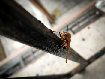 Close-up of insect on wood