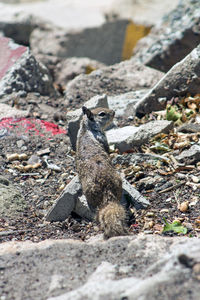 Close-up of bird on rock