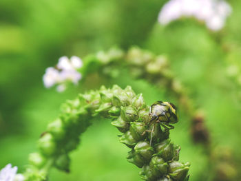 Close-up of bee on plant