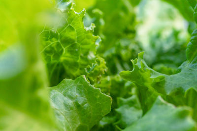 Close-up of fresh green leaves