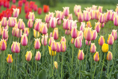 Close-up of pink tulips on field