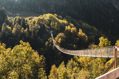 High angle view of trees in forest