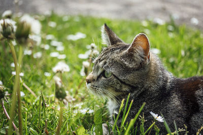 Close-up of a cat looking away