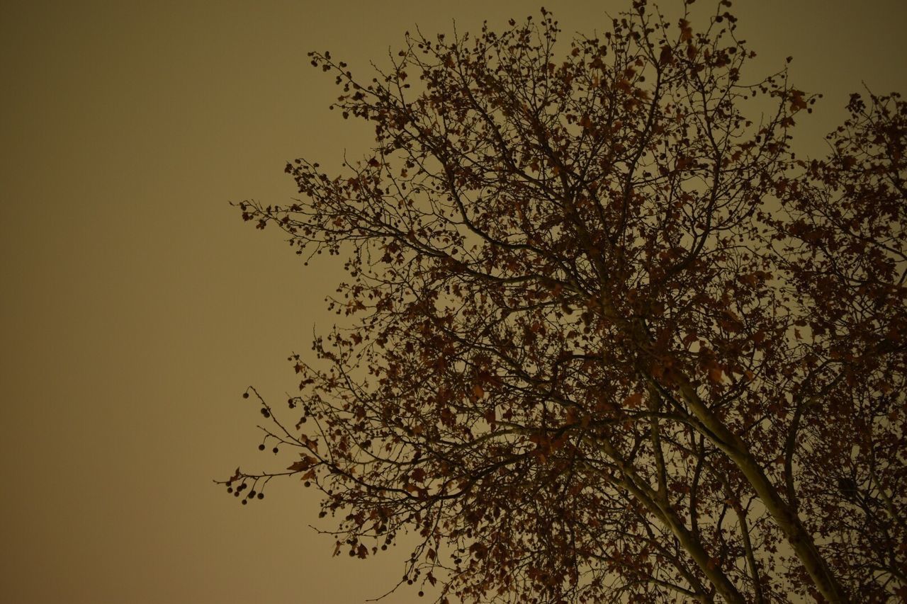 LOW ANGLE VIEW OF SILHOUETTE FLOWERING PLANT AGAINST SKY AT SUNSET