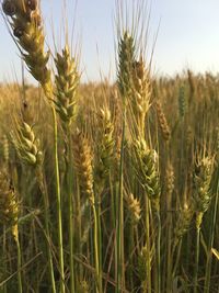 Close-up of wheat field against sky