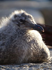 Close-up of a bird