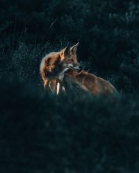 Close-up of foxes