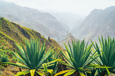 Close-up of plants by mountain range