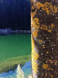 Reflection of trees in water