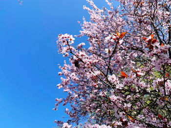 Low angle view of flowering tree against clear sky