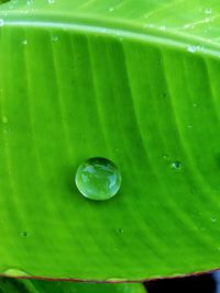 Full frame shot of water drops on leaves