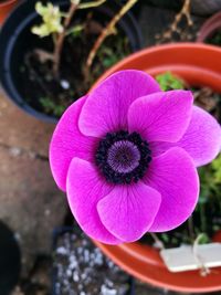 Close-up of pink flower blooming outdoors