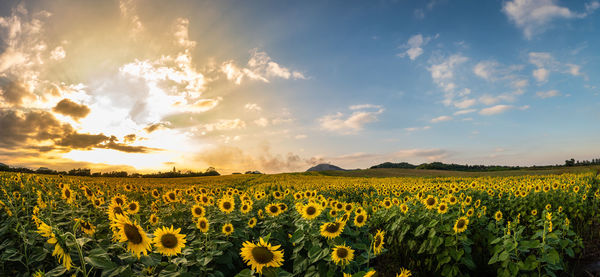 Scenic view of sunflower field against sky
