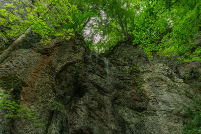 Trees growing in forest