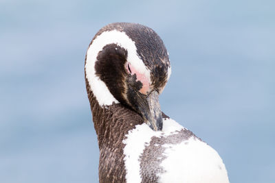 Close-up of a swan