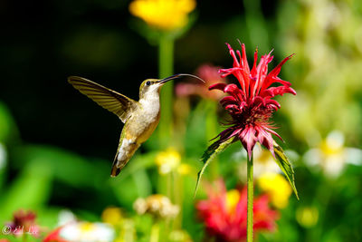 Close-up of bee on flower