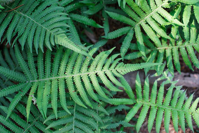 High angle view of fern plant 