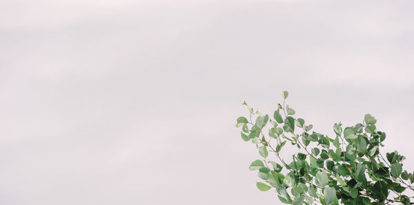 Close-up of plant against sky