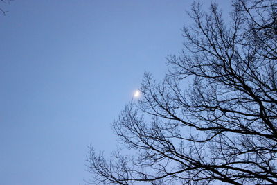 Low angle view of bare tree against clear sky