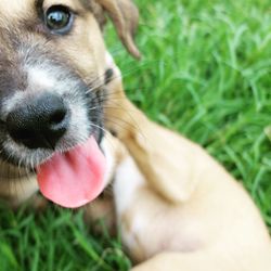 Close-up of dog sticking out tongue