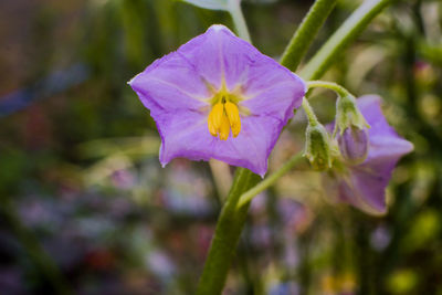 Close-up of purple flowering plant