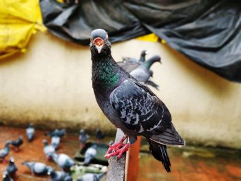 Close-up of pigeon perching