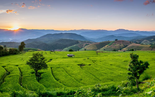 Scenic view of agricultural field against sky during sunset