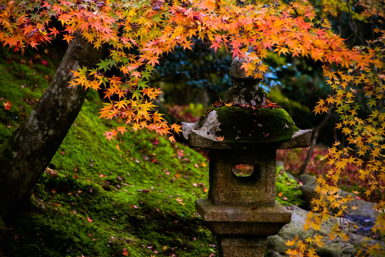 CROSS ON TREE IN GARDEN