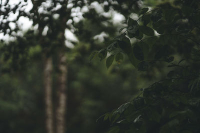 Low angle view of leaves on tree in forest