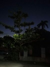 Palm trees at night