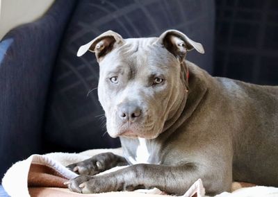 Portrait of dog relaxing on sofa