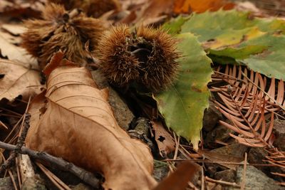 Close-up of dried leave and chesnut 