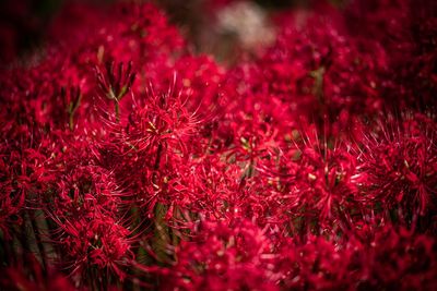 Close-up of red flowering plants