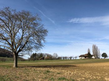 Trees on field against sky