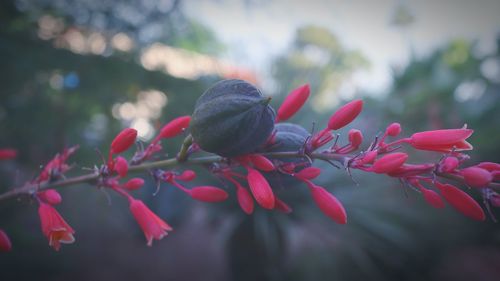 Close-up of pink flowering plant